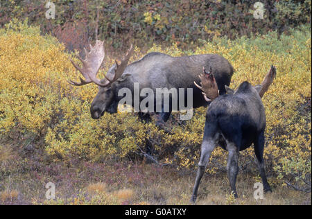 Bull Moose spielerisch kämpfen in der tundra Stockfoto