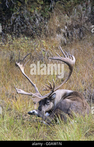 Bull Caribou ruht in der tundra Stockfoto