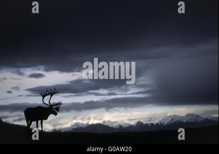 Bull Caribou stand vor der Alaskarange Stockfoto