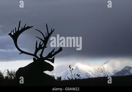 Bull Caribou Ruhe vor der Alaskarange Stockfoto