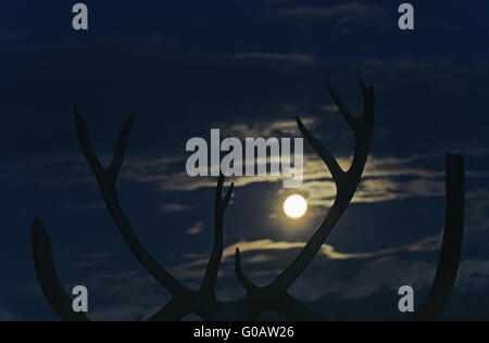 Schädel eines Stiers Caribou im Mondlicht Stockfoto