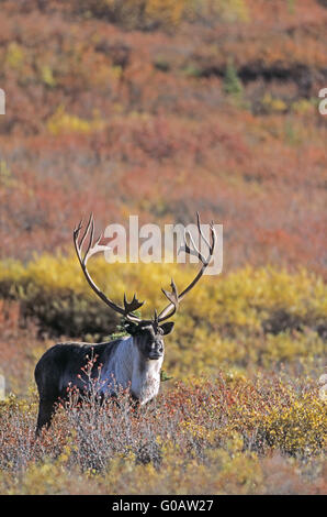 Bull Caribou stehend in die herbstliche Tundra Stockfoto