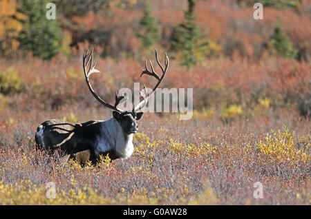 Bull Caribou stehend in die herbstliche Tundra Stockfoto