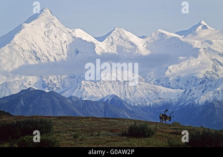 Bull Caribou stand vor Mount Brooks Stockfoto