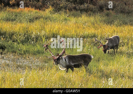 Bull Caribous standing in the tundra in fall Stockfoto