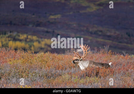 Bull Caribou crossing der Tundra im Herbst Stockfoto