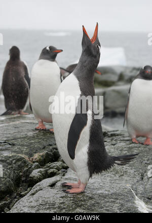 Gentoo Penguin schreiend auf den Felsen des antarktischen Inseln. Stockfoto