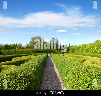 Üppige grüne Hecke in einem ruhigen Garten Stockfoto