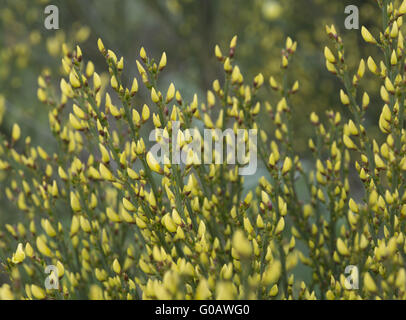 Warminster Besen blühenden Hintergrundtextur. Stockfoto