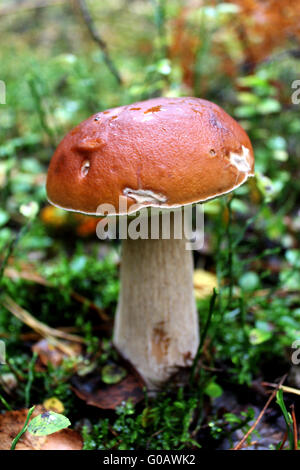 schöne und kleine Cep wächst in den Wald-mos Stockfoto