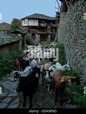 Herde Og Ziege auf den Straßen von Kovachevitsa, Bulgarien Stockfoto