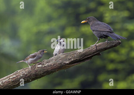 Gemeinsamen Blackbird männlich und Haussperlinge Stockfoto