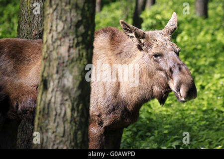 Elch Kuh / Elch in Forrest in der Sonne Stockfoto