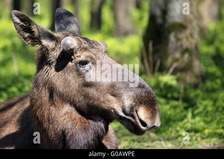 Junge Moose Bull / Elch in Forrest in der Sonne Stockfoto