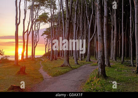 Sonnenaufgang in einen Buchenwald an der Ostsee Stockfoto