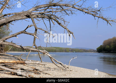 Donau-Auen-Forest-Nationalpark, Österreich Stockfoto