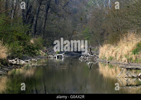 Donau-Auen-Forest-Nationalpark, Österreich Stockfoto