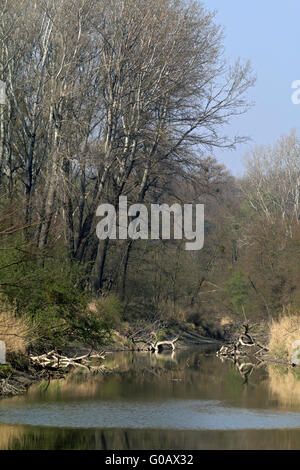 Donau-Auen-Forest-Nationalpark, Österreich Stockfoto