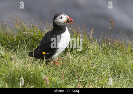 Papageitaucher (Fratercula Arctica), Insel Papey Stockfoto