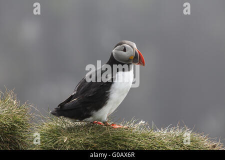 Papageitaucher (Fratercula Arctica), Insel Papey Stockfoto