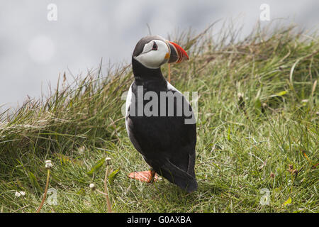 Papageitaucher (Fratercula Arctica), Insel Papey Stockfoto