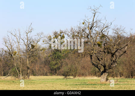 Donau-Auen-Forest-Nationalpark, Österreich Stockfoto