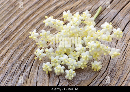 Nahaufnahme einer Dolde eine ältere bush Stockfoto