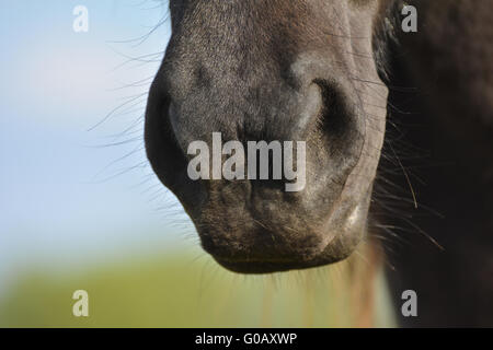 Nase und Mund eines Pferdes Stockfoto