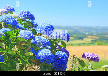 Blühende Hortensia in der Bretagne Stockfoto