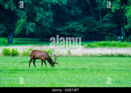 Elch ruht auf einer Wiese in Great Smoky mountains Stockfoto