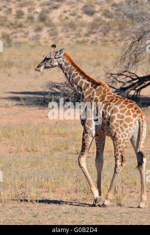 Giraffe (Giraffa Plancius), jung, Wandern, Kgalagadi Transfrontier Park, Northern Cape, Südafrika, Afrika Stockfoto