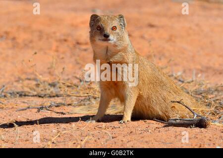 Gelbe Mungo (Cynictis Penicillata), sitzen auf rotem Sand, aufmerksam, Kgalagadi Transfrontier Park, Northern Cape, Südafrika Stockfoto