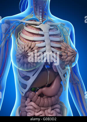 3D gerenderte Darstellung der weiblichen Anatomie Stockfoto