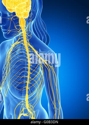 3D gerenderte Darstellung des weiblichen Nervensystems Stockfoto