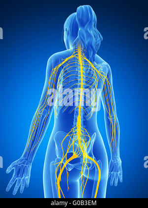 3D gerenderte Darstellung des weiblichen Nervensystems Stockfoto