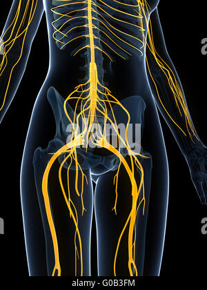 3D gerenderte Darstellung des weiblichen Nervensystems Stockfoto