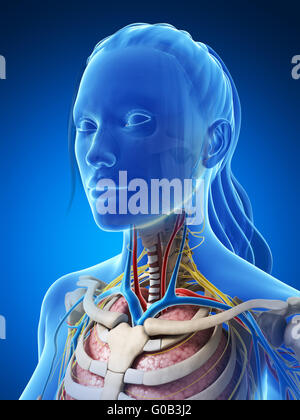 3D gerenderte Darstellung der weiblichen Anatomie Stockfoto