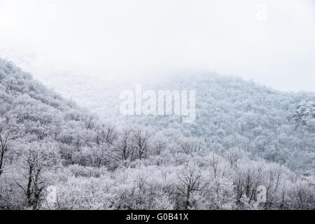Spitze der Berge mit Schnee bedeckten Kiefernwald im Nebel bedeckt Stockfoto