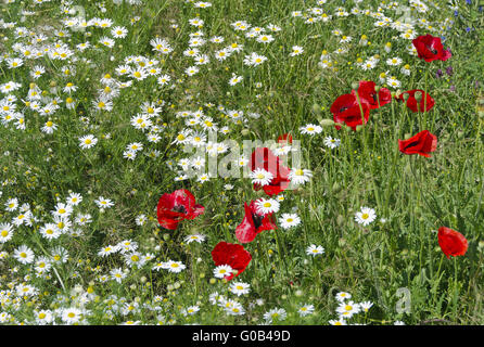 Blumenwiese mit Margeriten und Klatschmohn Stockfoto