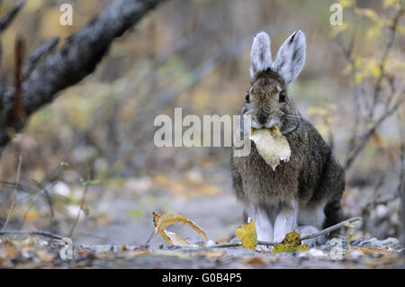 Schneeschuh-Hasen füttern Weidenblättern Stockfoto