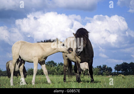 Teufel-Horse-Hengst und Fohlen Stockfoto