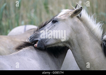 Teufel Pferd Hengste gegenseitig pflegen Stockfoto