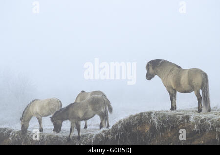 Teufel Pferd Hengste und Fohlen im Raureif Stockfoto