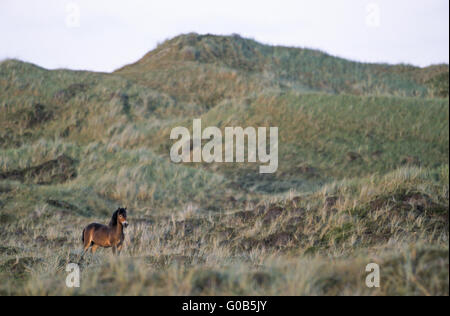 Young Exmoor Pony Hengst stehen in Dünen Stockfoto