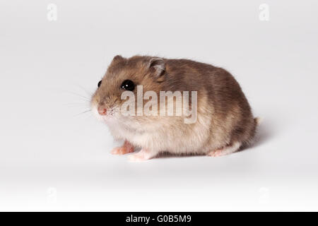 Braun hamster Stockfoto