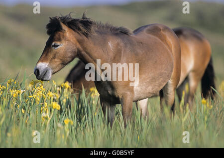 Exmoor Pony Stute stehen in einer sumpfigen Wiese Stockfoto