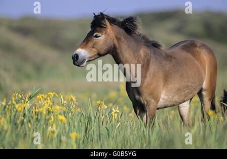 Exmoor Pony Stute stehen in einer sumpfigen Wiese Stockfoto