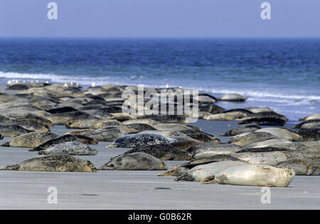 Harbor Robbenkolonie am Strand Stockfoto