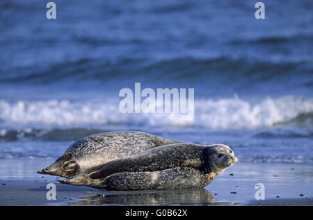 Seehunde am Strand liegen Stockfoto