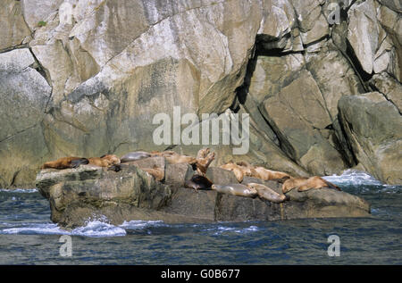 Steller Seelöwen ruht auf einem Felsen in den Schutzschalter Stockfoto